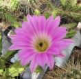 /album/mexiko/echinocereus-pentalophus-v-longispinus-jpg/